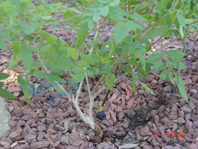 北京綠化工程  生態(tài)修復(fù) 園林綠化  華夏綠洲生態(tài) 微灌系統(tǒng) 北京華夏綠洲生態(tài) 微灌系統(tǒng)
