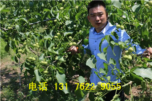 冠核一號核桃苗廠家研發(fā)直銷  冠核三號核桃苗