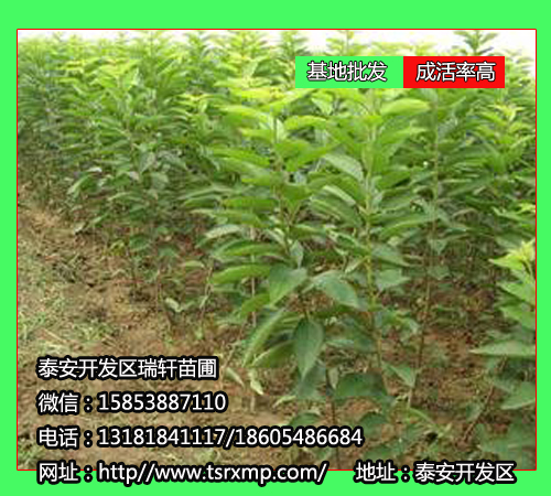 櫻桃苗圖片/櫻桃苗樣板圖 (4)