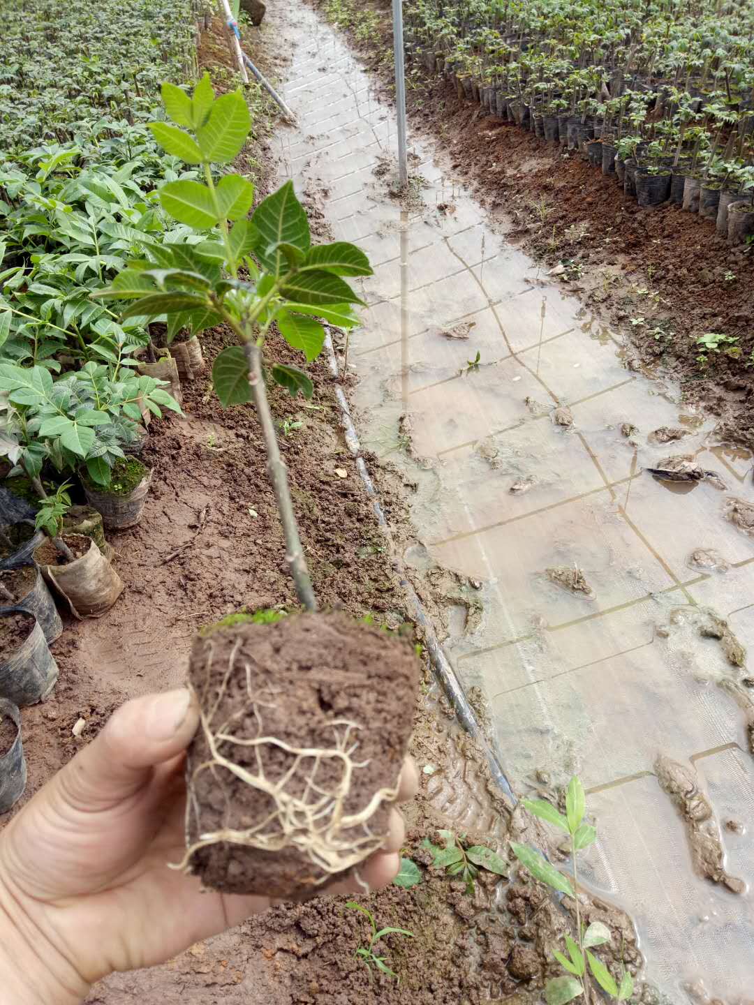 广西吴茱萸苗，广西吴茱萸苗报价，广西吴茱萸苗大量供应