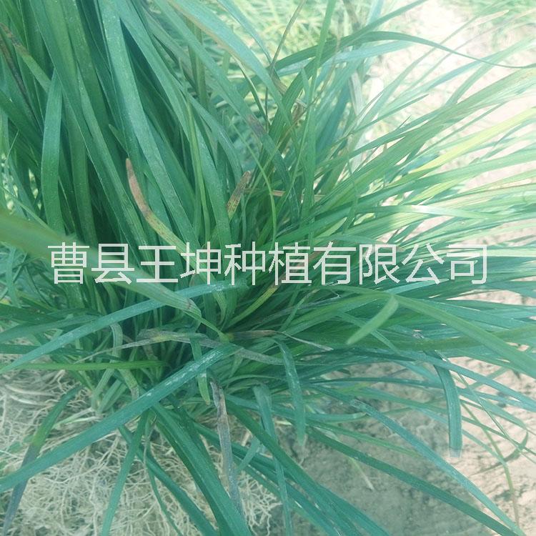 菏澤麥冬草優(yōu)質(zhì)草坪  菏澤草坪