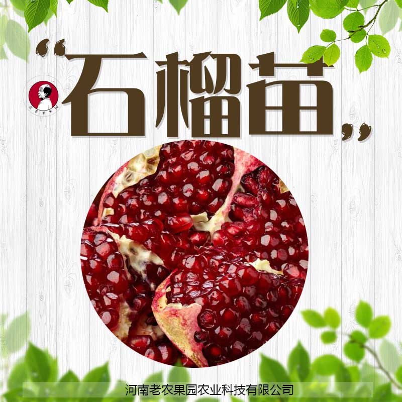 石榴苗圖片/石榴苗樣板圖 (4)