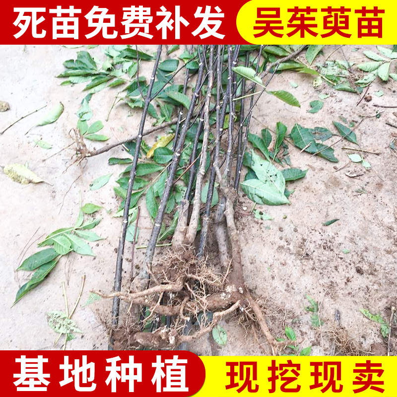 吳茱萸圖片/吳茱萸樣板圖 (1)