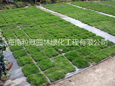 臺灣草圖片/臺灣草樣板圖 (1)