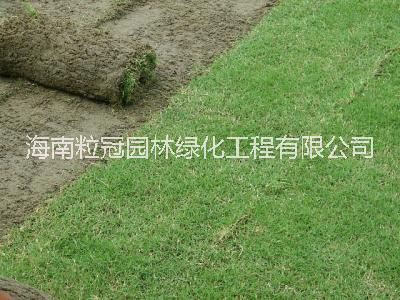臺(tái)灣草圖片/臺(tái)灣草樣板圖 (4)