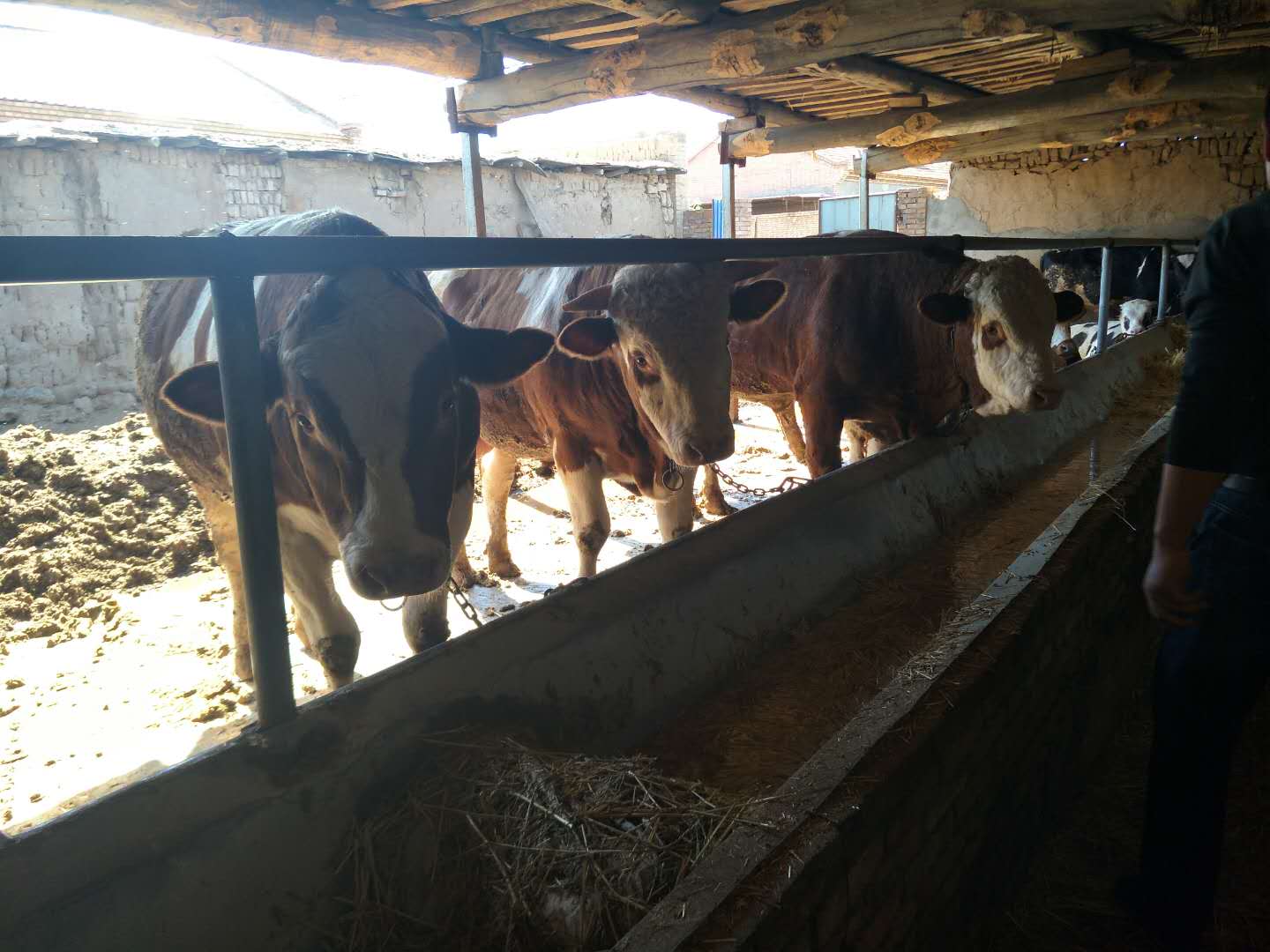 牛價格圖片/牛價格樣板圖 (3)