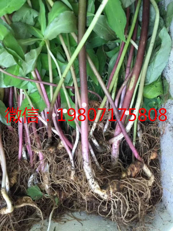 野生重樓  重樓苗  華重樓圖片/野生重樓  重樓苗  華重樓樣板圖 (3)