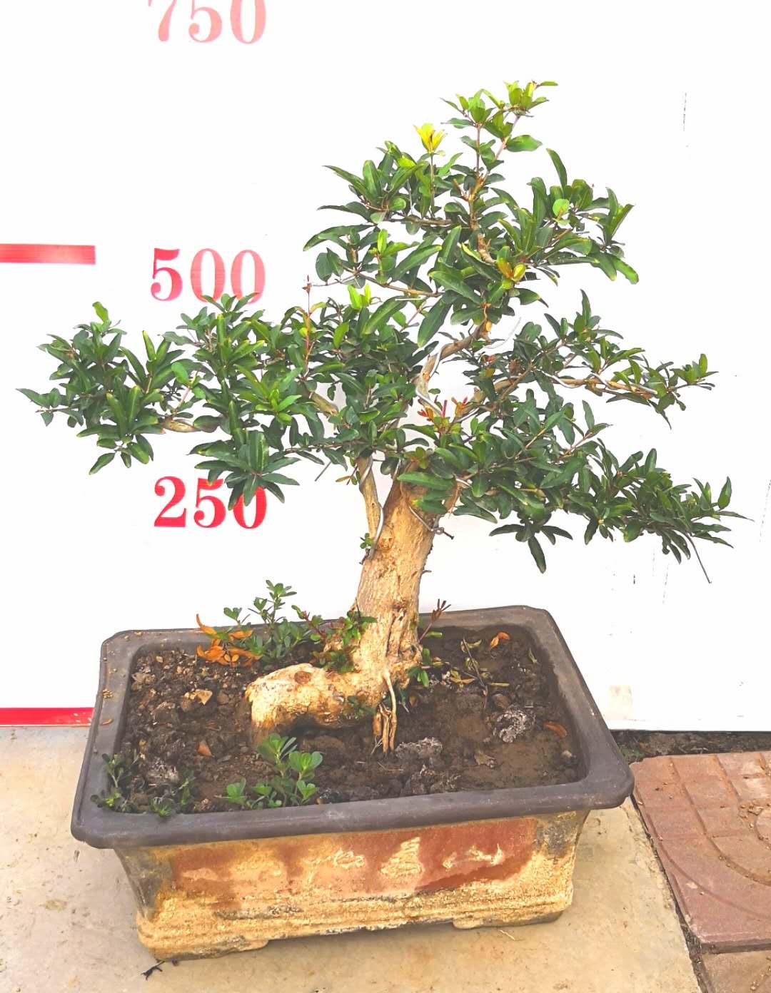 棗莊石榴盆景價(jià)格--棗莊石榴盆景圖片