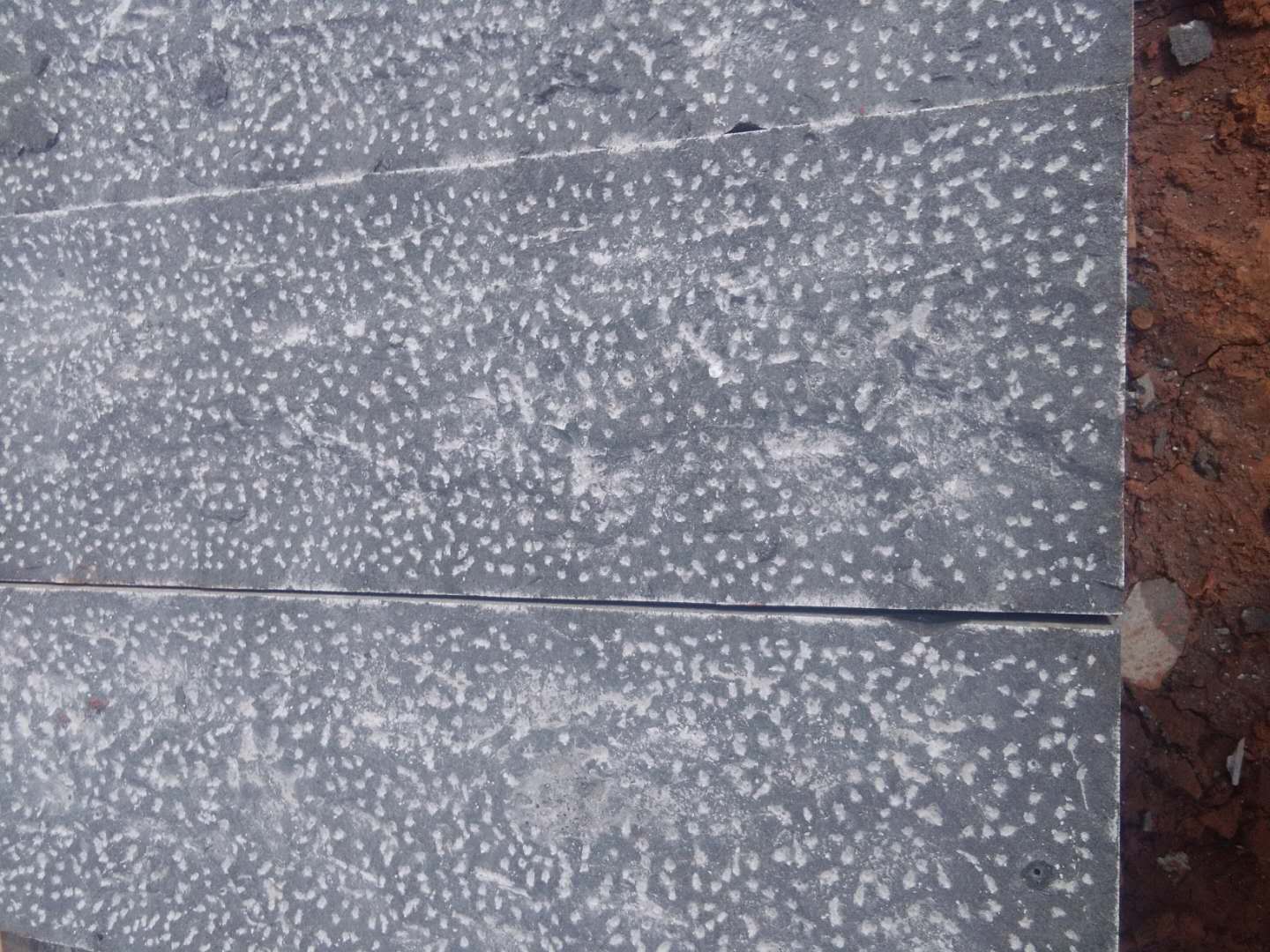 蒙古黑圖片/蒙古黑樣板圖 (3)