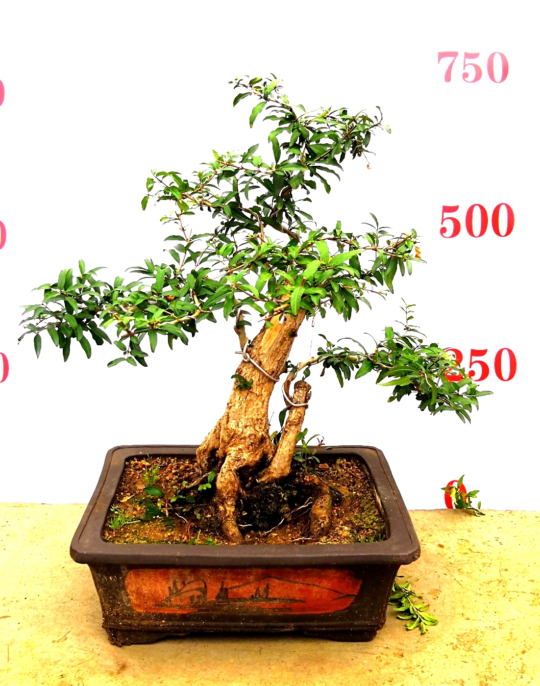 石榴盆景  石榴樹盆景，石榴古樹  石榴盆景制作技術(shù)