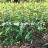 李子苗品種圖片