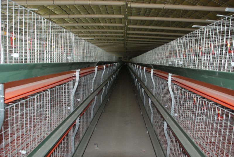 欣魯興農(nóng)牧為您講述雞籠養(yǎng)雞的優(yōu)勢和注意事項(xiàng) 欣魯興肉鴨籠肉雞籠