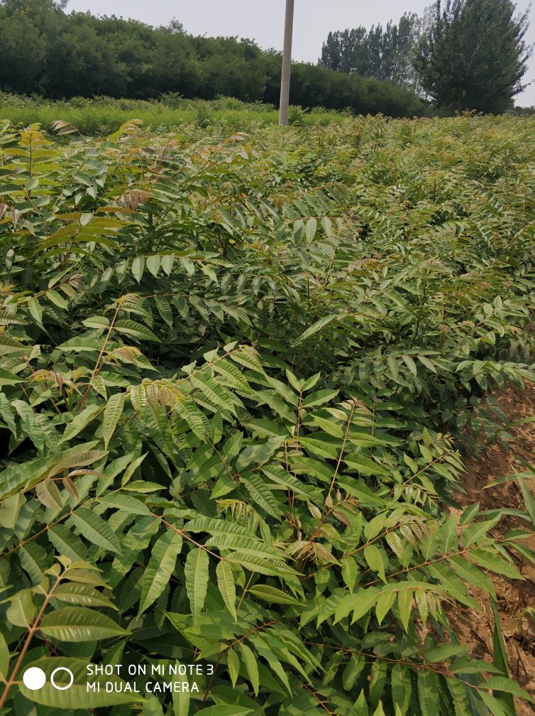 椿樹圖片/椿樹樣板圖 (1)