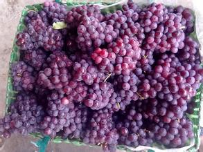 夏黑無(wú)核葡萄苗圖片/夏黑無(wú)核葡萄苗樣板圖 (2)