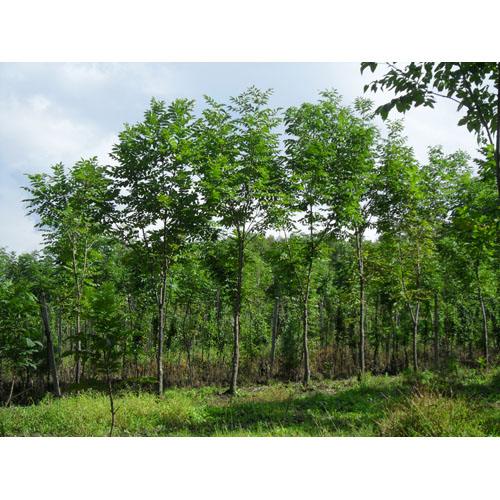 水曲柳圖片/水曲柳樣板圖 (3)