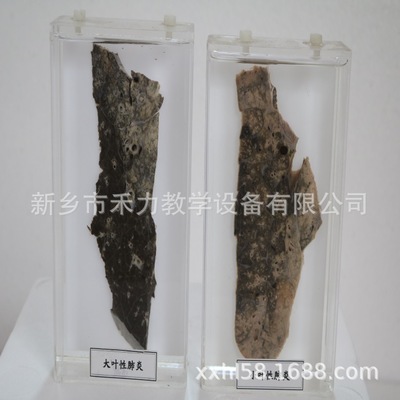 標本圖片/標本樣板圖 (1)