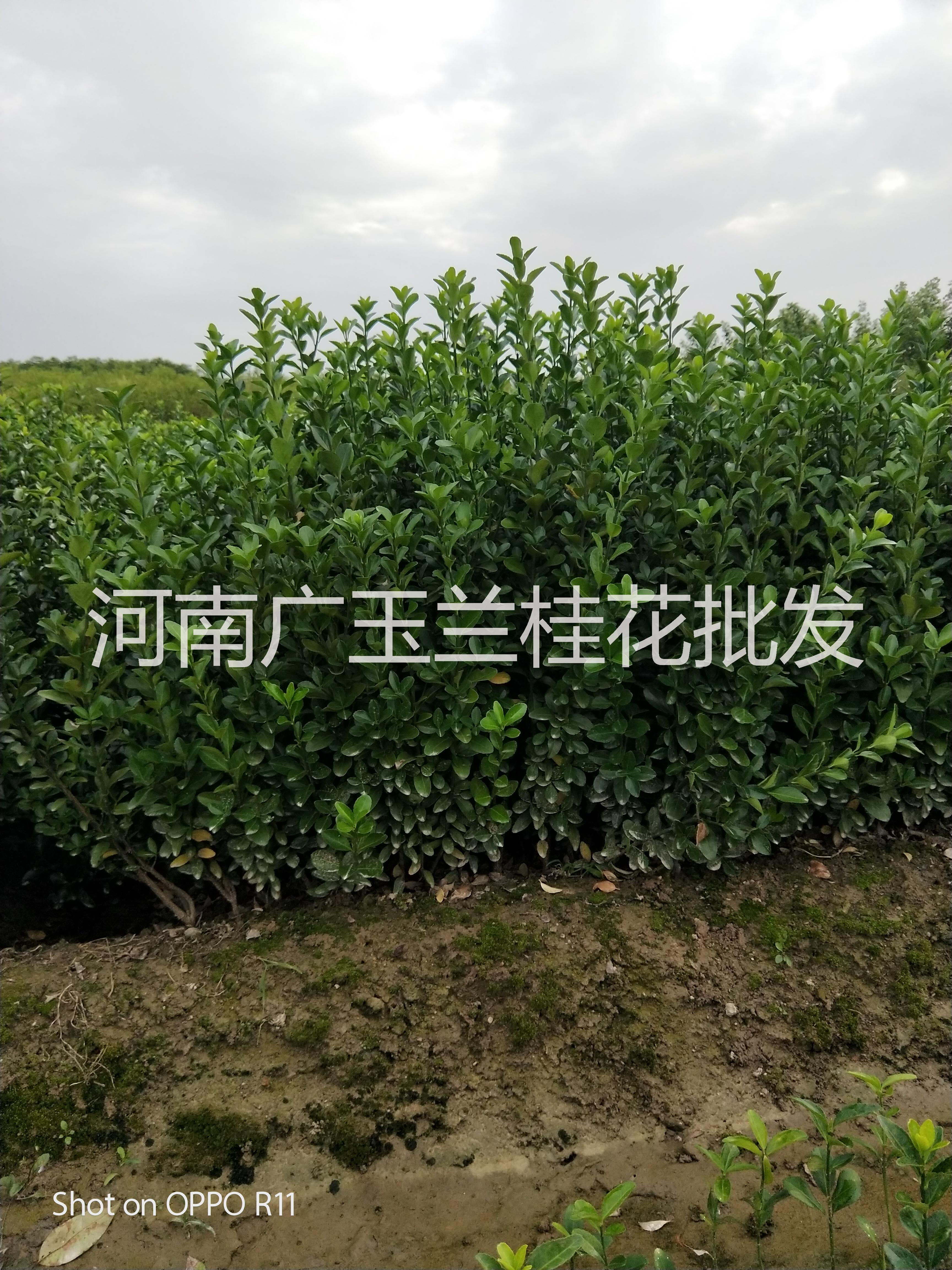 大葉黃楊圖片/大葉黃楊樣板圖 (1)