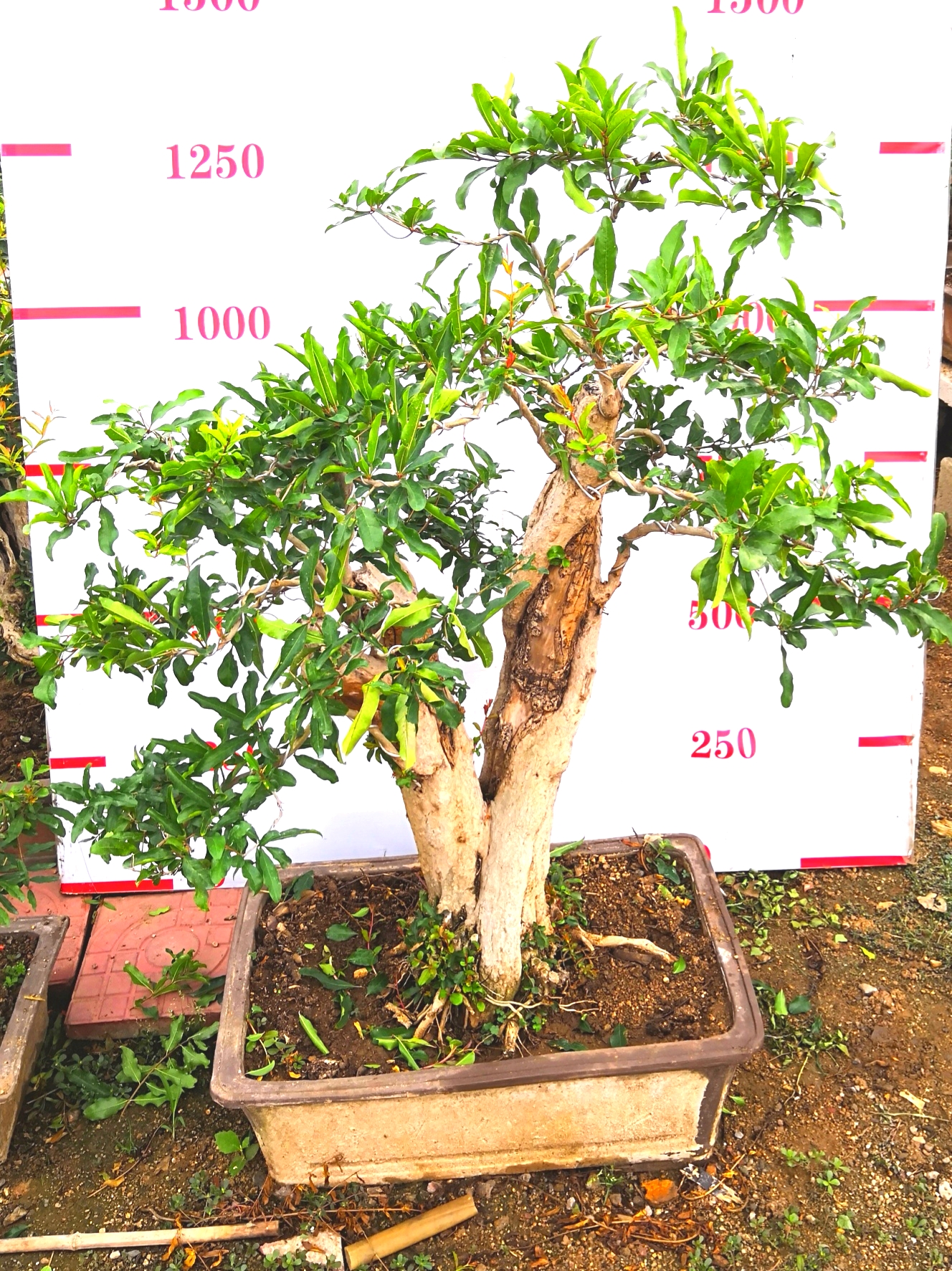 宏博石榴盆景，棗莊石榴盆景，石榴盆景制作技術(shù)，石榴盆景批發(fā)，石榴盆景價(jià)格，山東石榴盆景