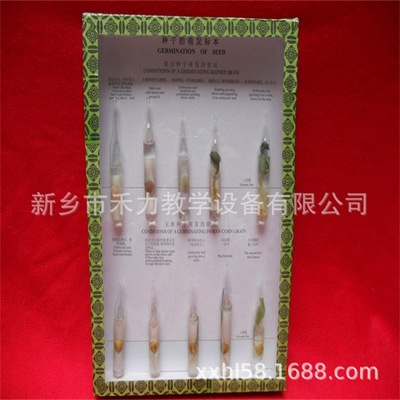 植物生活史標(biāo)本 植物種子的萌發(fā)盒裝標(biāo)本 植物生長史教學(xué)展示標(biāo)本   植物標(biāo)本