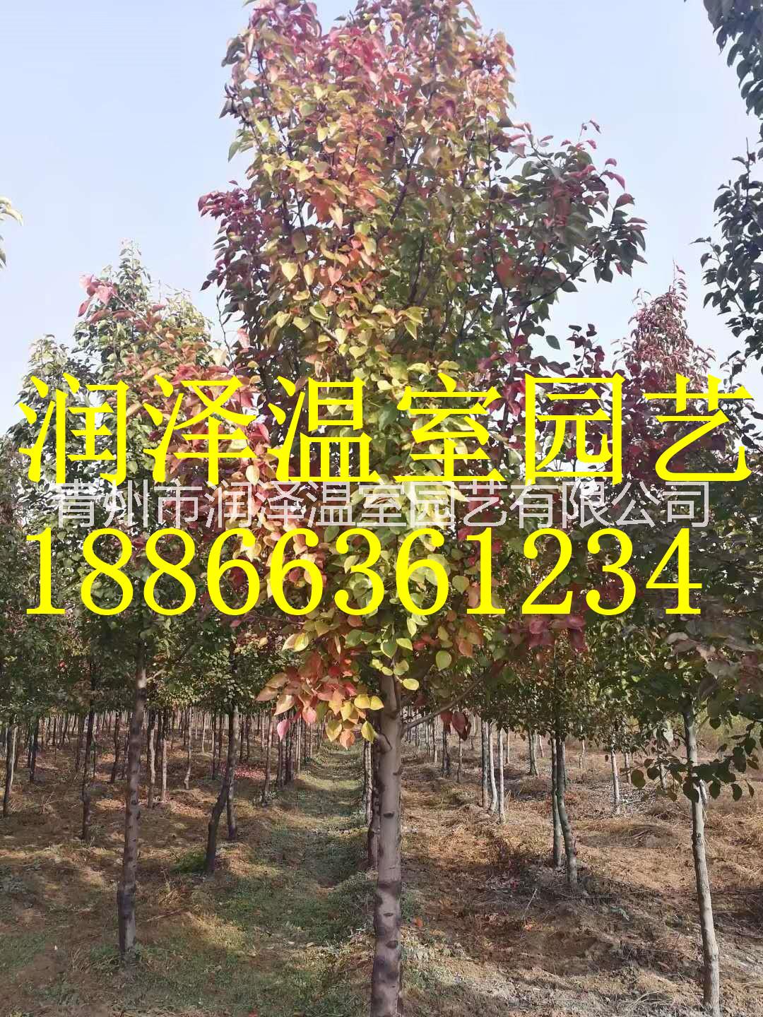 挪威槭圖片/挪威槭樣板圖 (4)