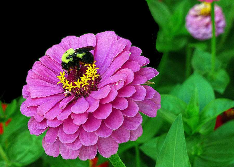 節(jié)日常用花卉，十一租擺花卉圖片/節(jié)日常用花卉，十一租擺花卉樣板圖 (2)