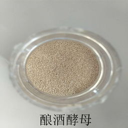 釀酒酵母圖片/釀酒酵母樣板圖 (4)