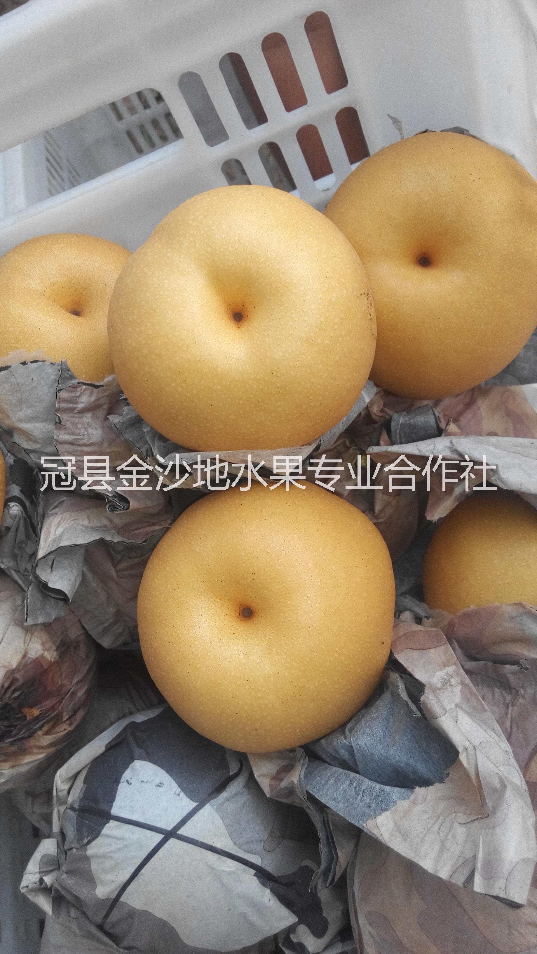 大量供應山東豐水梨供貨商/豐水梨圖片