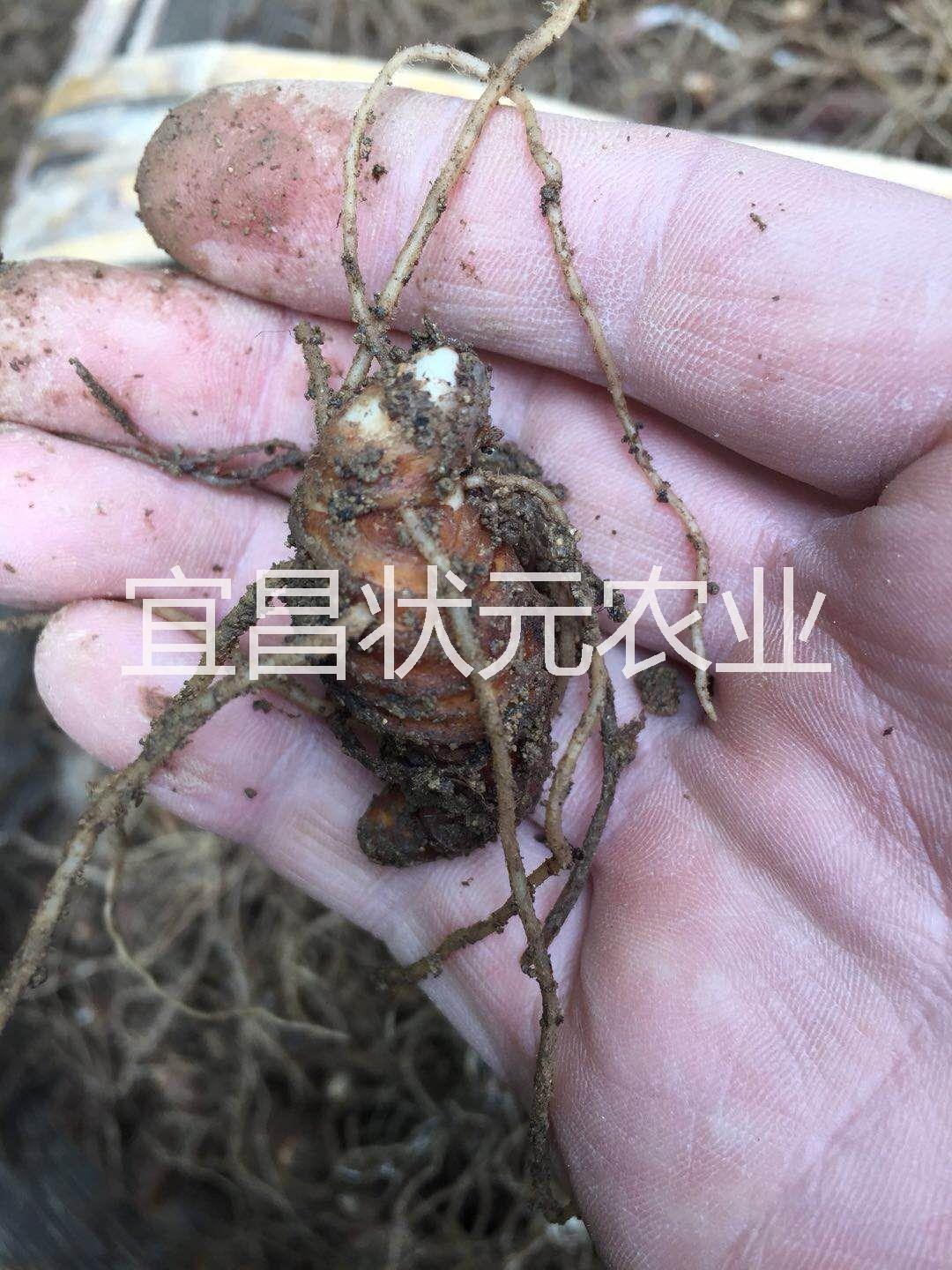 重樓/野生重樓圖片/重樓/野生重樓樣板圖 (2)