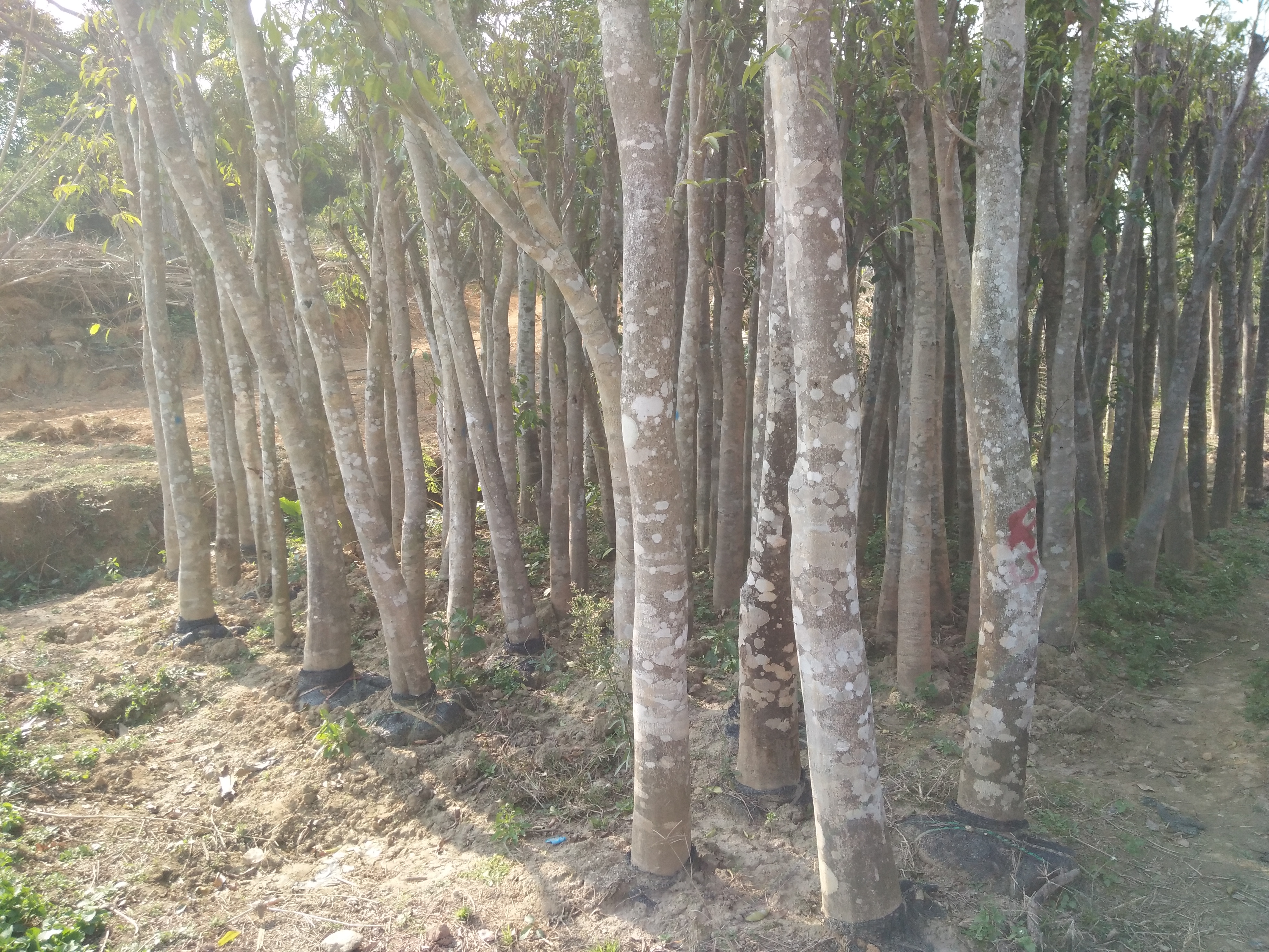 沉香風(fēng)景樹綠化樹沉香大樹沉香假植苗沉香袋裝苗緣來香沉香樹移植產(chǎn)業(yè)園