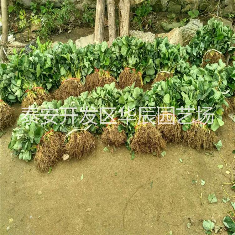 草莓苗圖片/草莓苗樣板圖 (4)
