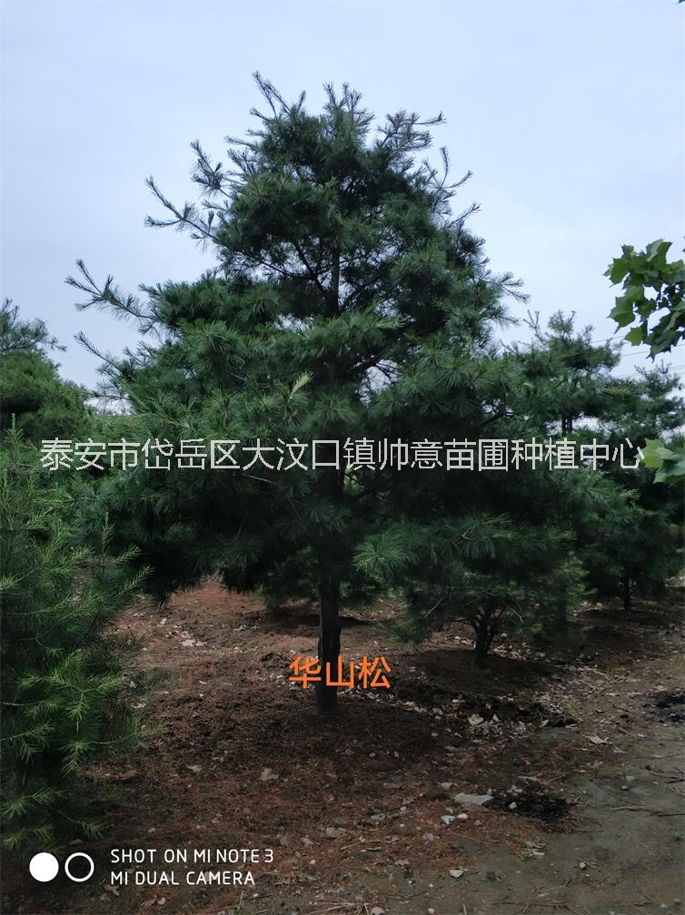 華山松圖片/華山松樣板圖 (3)