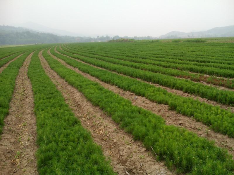 樟子松苗圖片/樟子松苗樣板圖 (1)