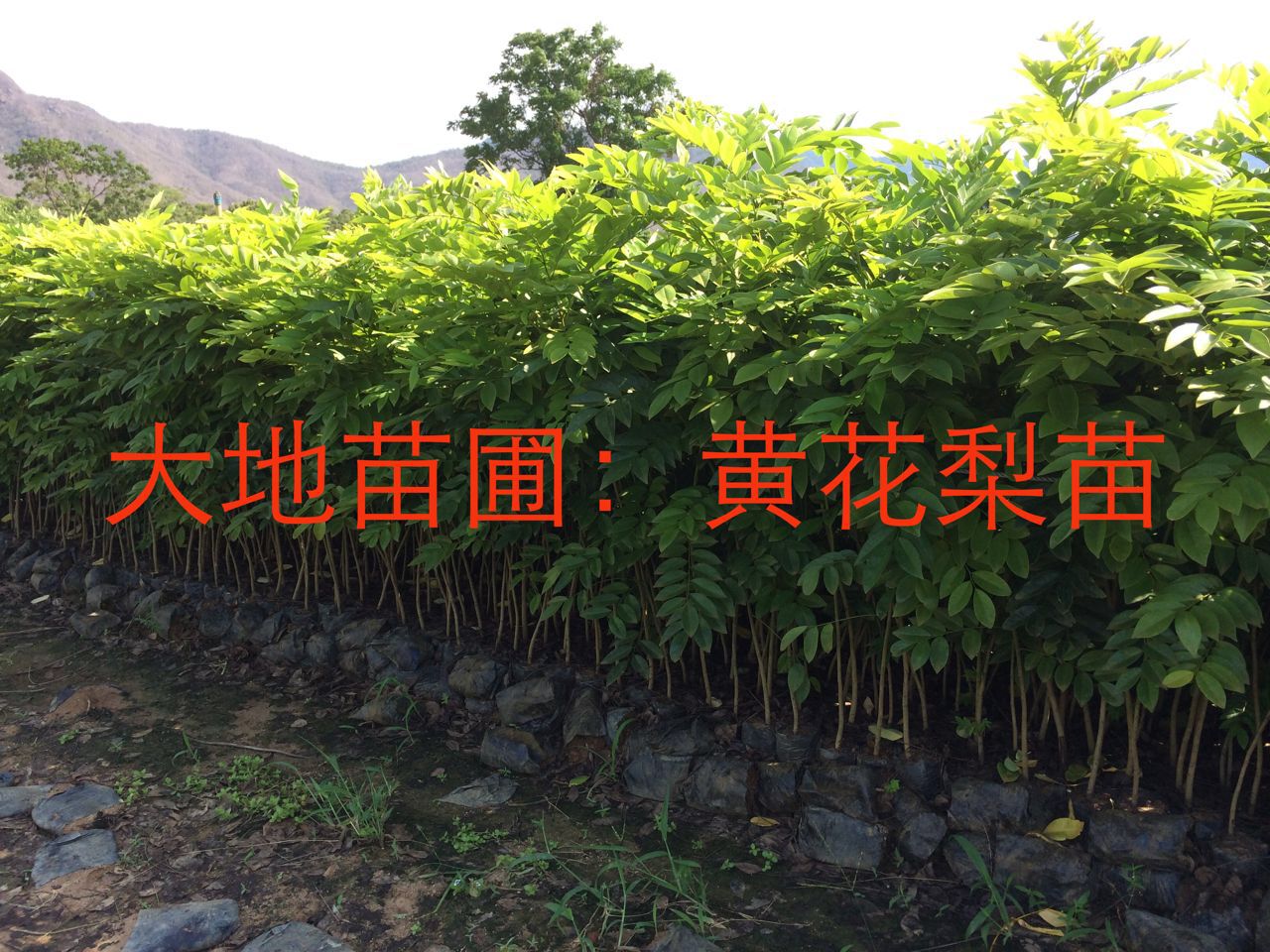 黃花梨圖片/黃花梨樣板圖 (4)