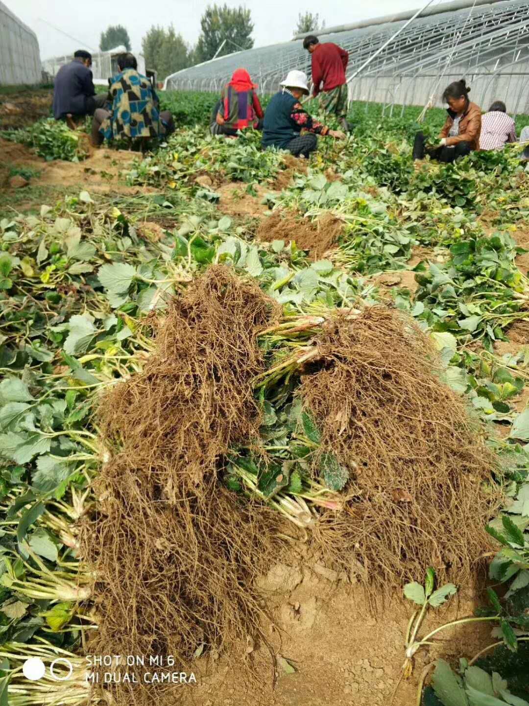 菠蘿蜜草莓苗圖片/菠蘿蜜草莓苗樣板圖 (2)