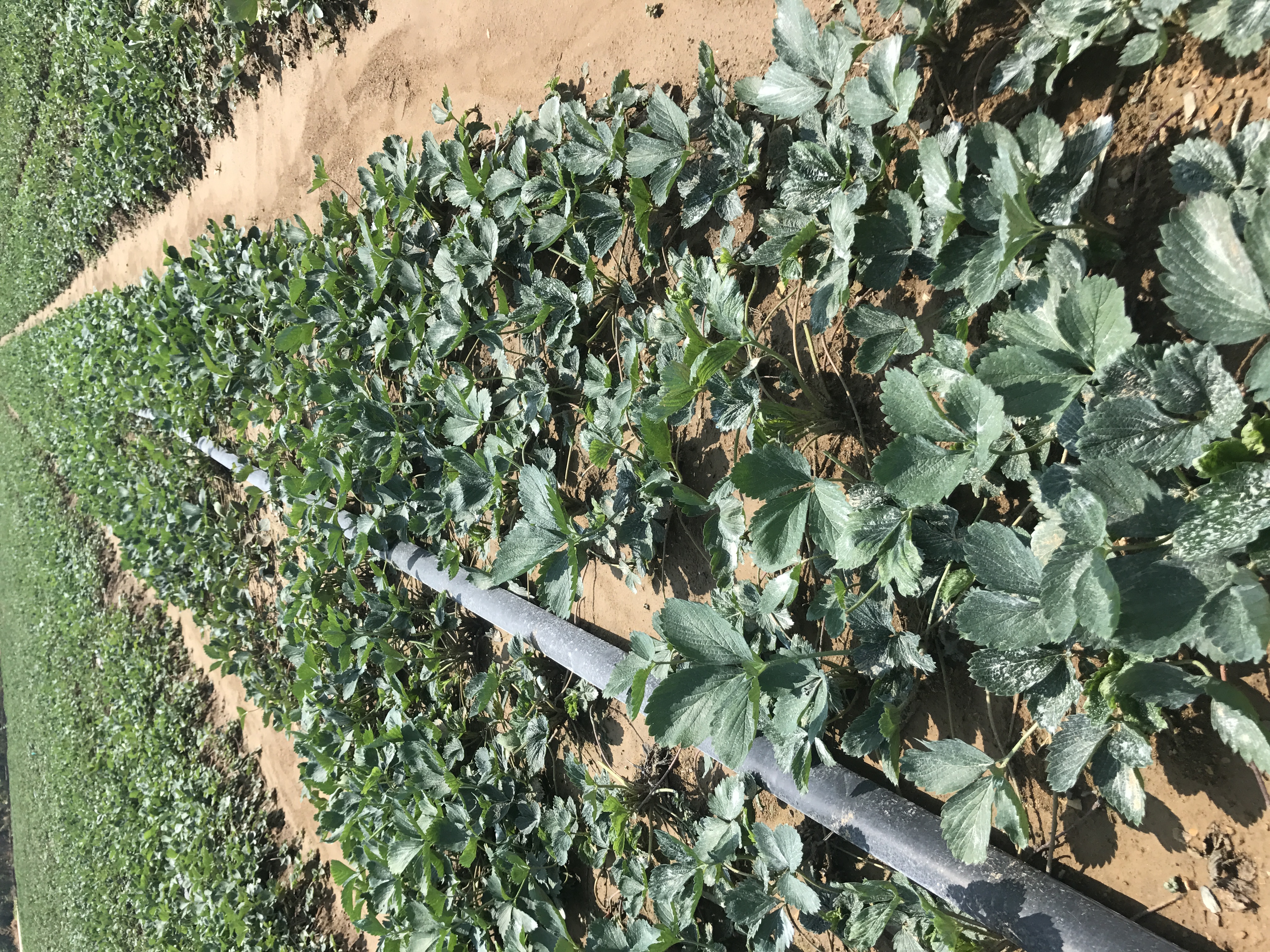 全明星草莓苗圖片/全明星草莓苗樣板圖 (2)