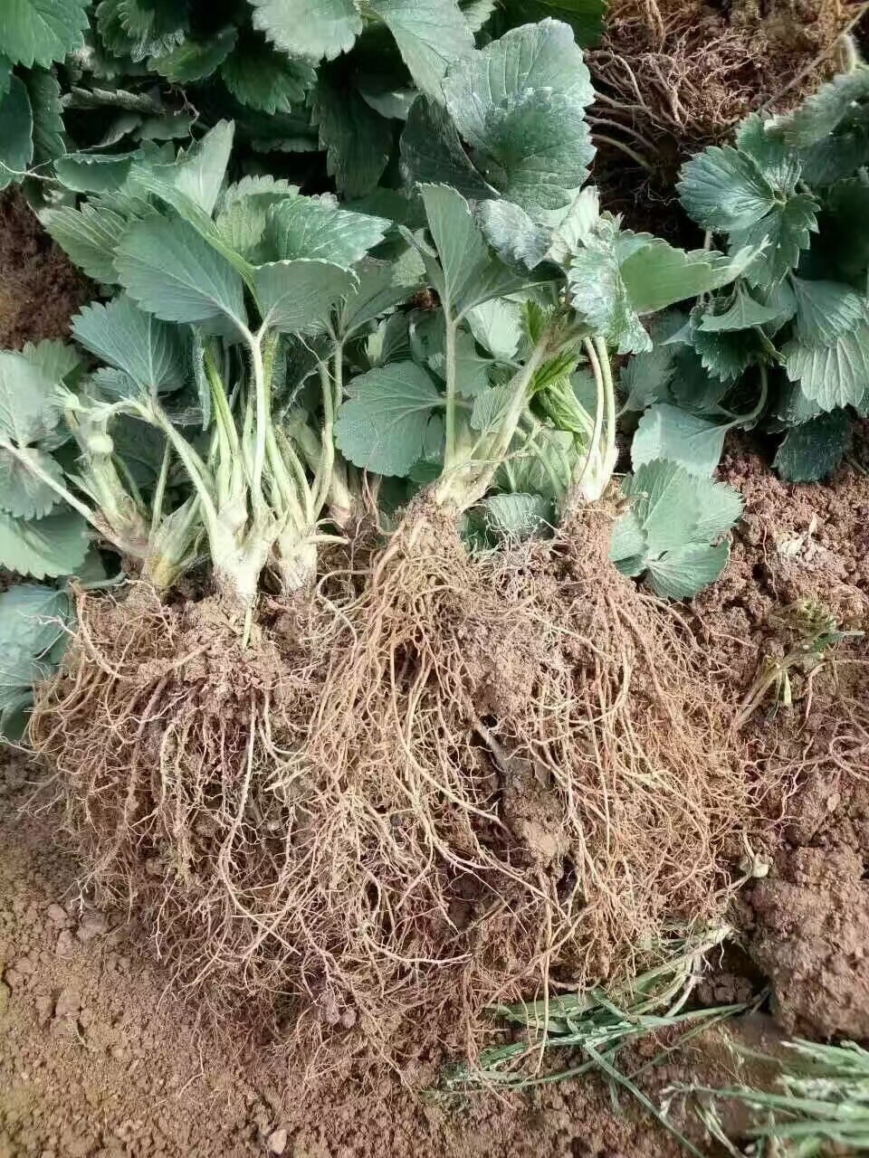 紅顏草莓苗圖片/紅顏草莓苗樣板圖 (2)