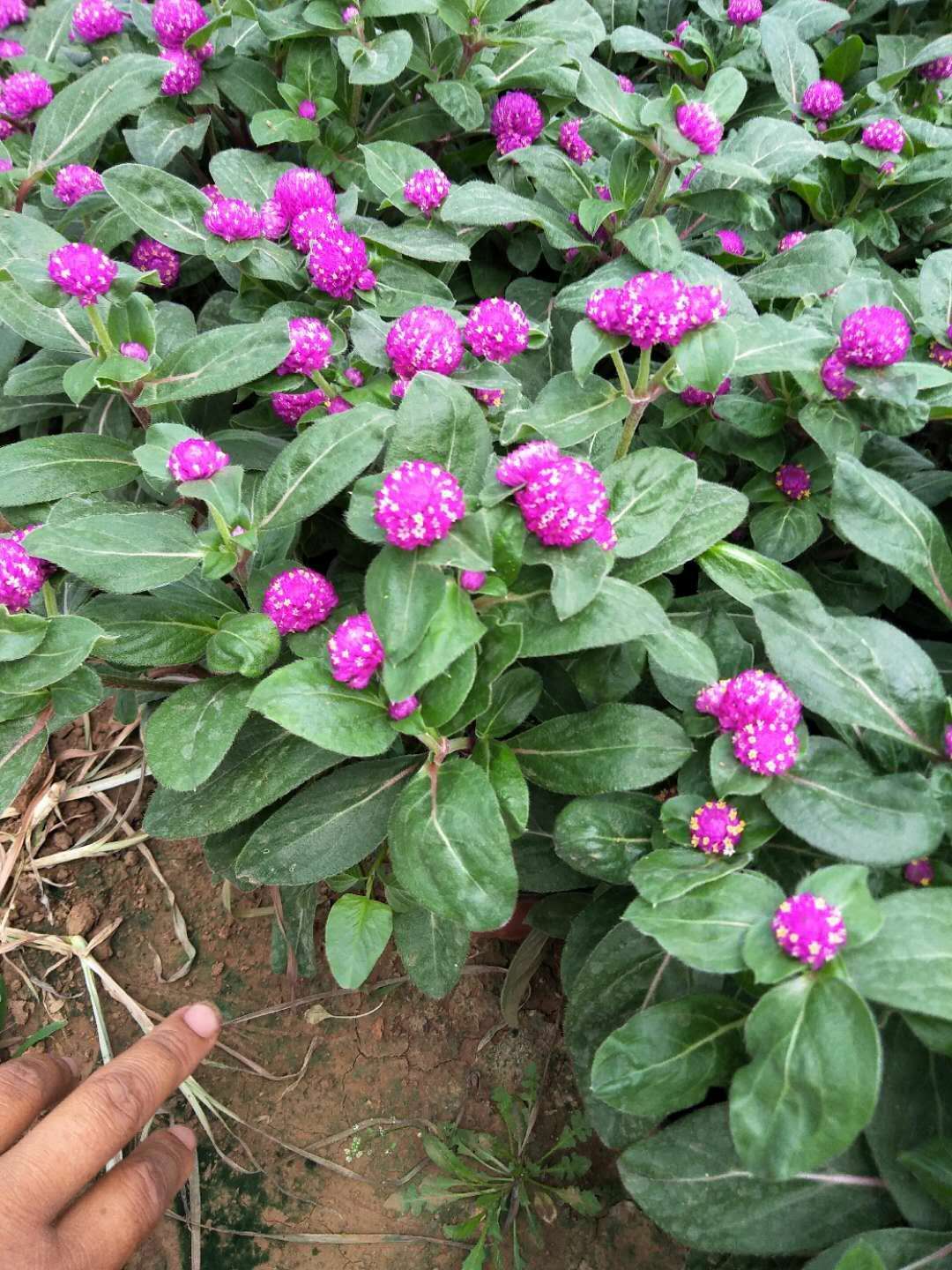 千日紅大量供應(yīng)圖片/千日紅大量供應(yīng)樣板圖 (2)