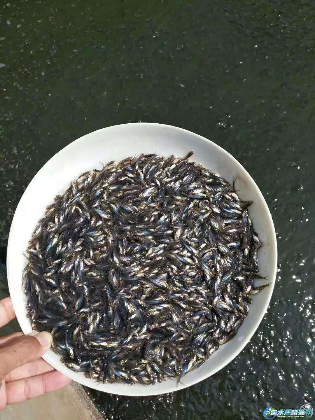 巴沙魚圖片/巴沙魚樣板圖 (4)