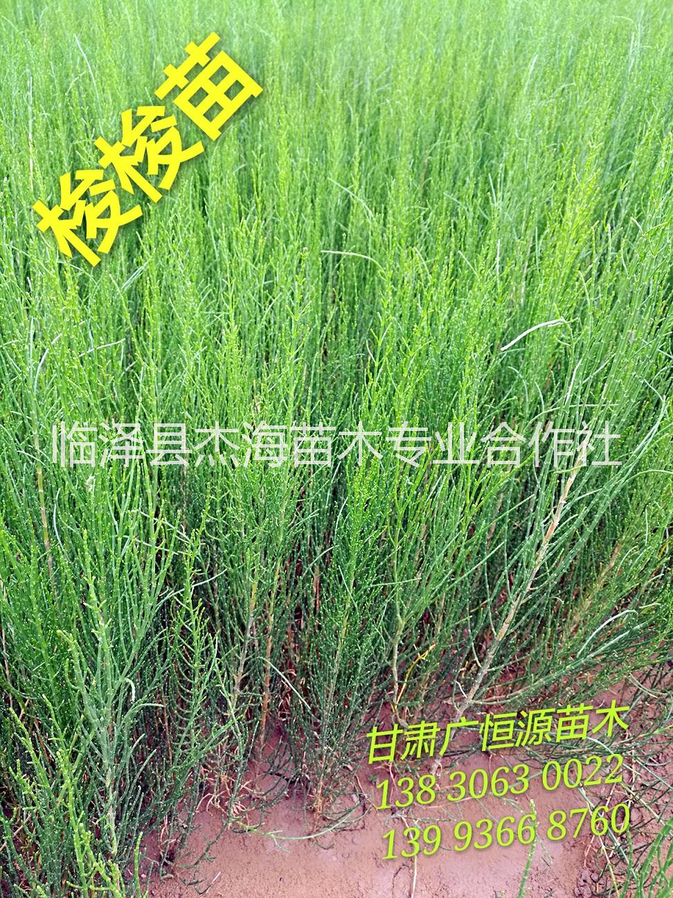 梭梭圖片/梭梭樣板圖 (4)