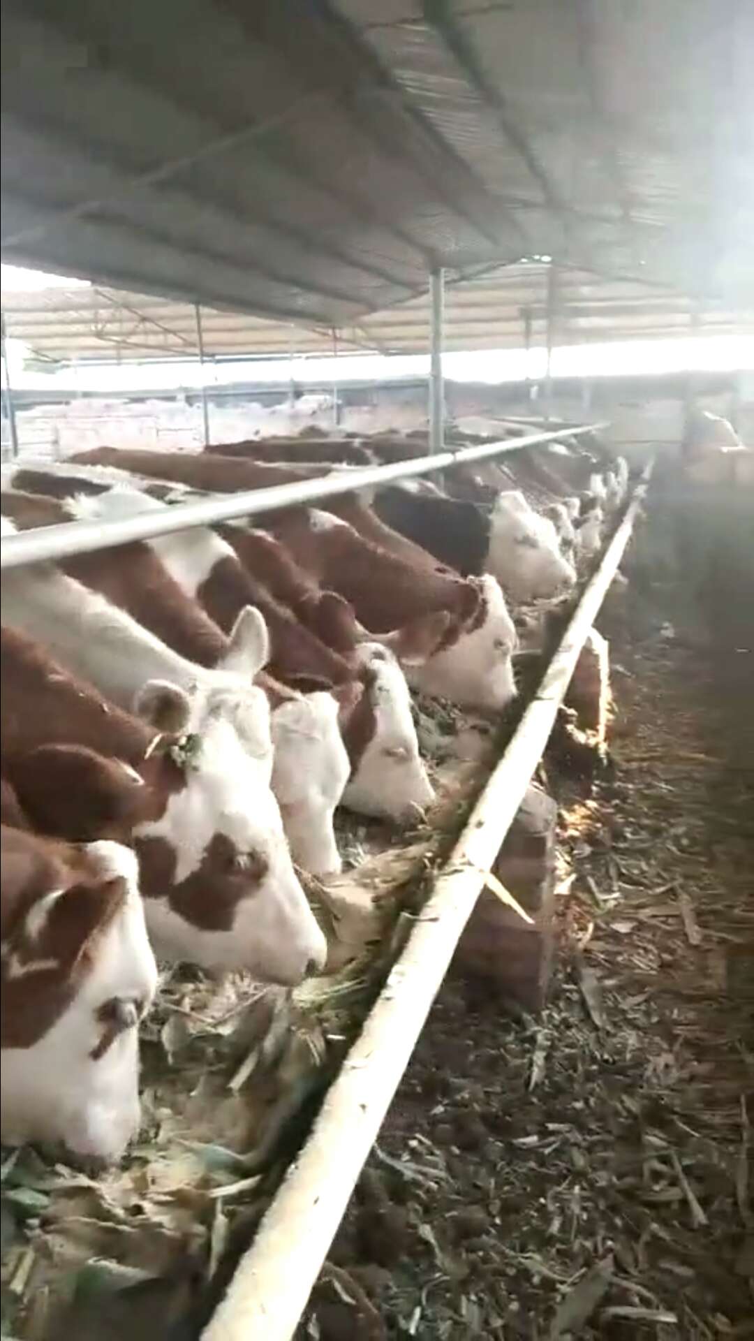 出售小肉牛犊 急售各种小肉牛犊