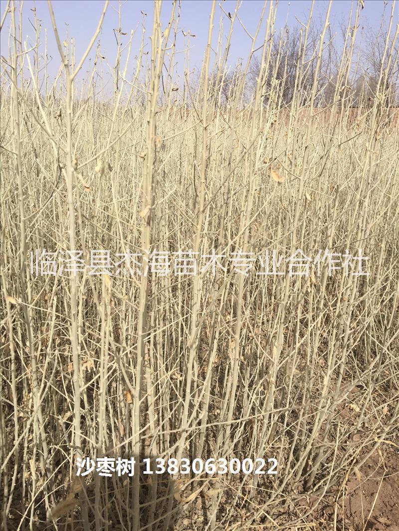 沙棗樹圖片/沙棗樹樣板圖 (2)
