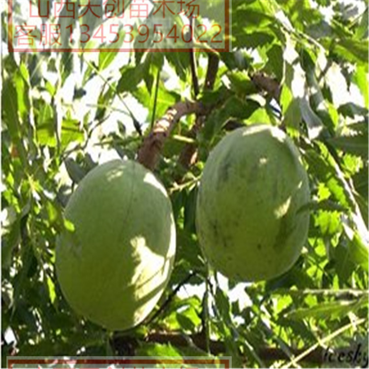 供應(yīng)文冠苗 稀有植物文冠果苗圖片/供應(yīng)文冠苗 稀有植物文冠果苗樣板圖 (3)