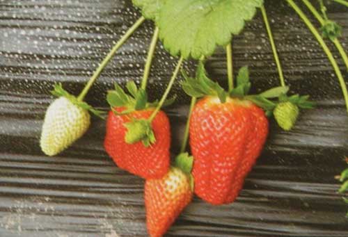 紅顏草莓圖片/紅顏草莓樣板圖 (4)