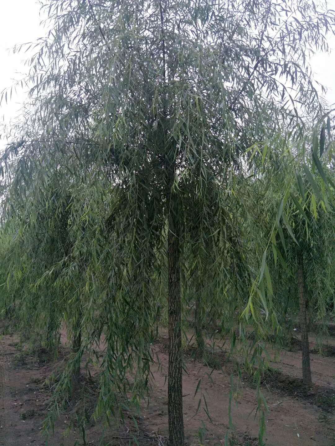 安徽哪里有垂柳種植基地，安徽專業(yè)培育垂柳苗基地，安徽優(yōu)質(zhì)垂柳綠化苗批發(fā)