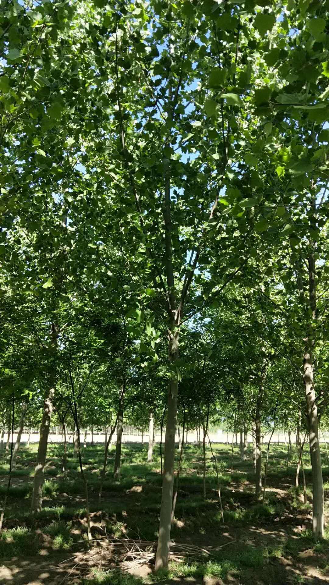 法桐，河北速生法桐種植基地，河北哪里有速生法桐樹苗賣