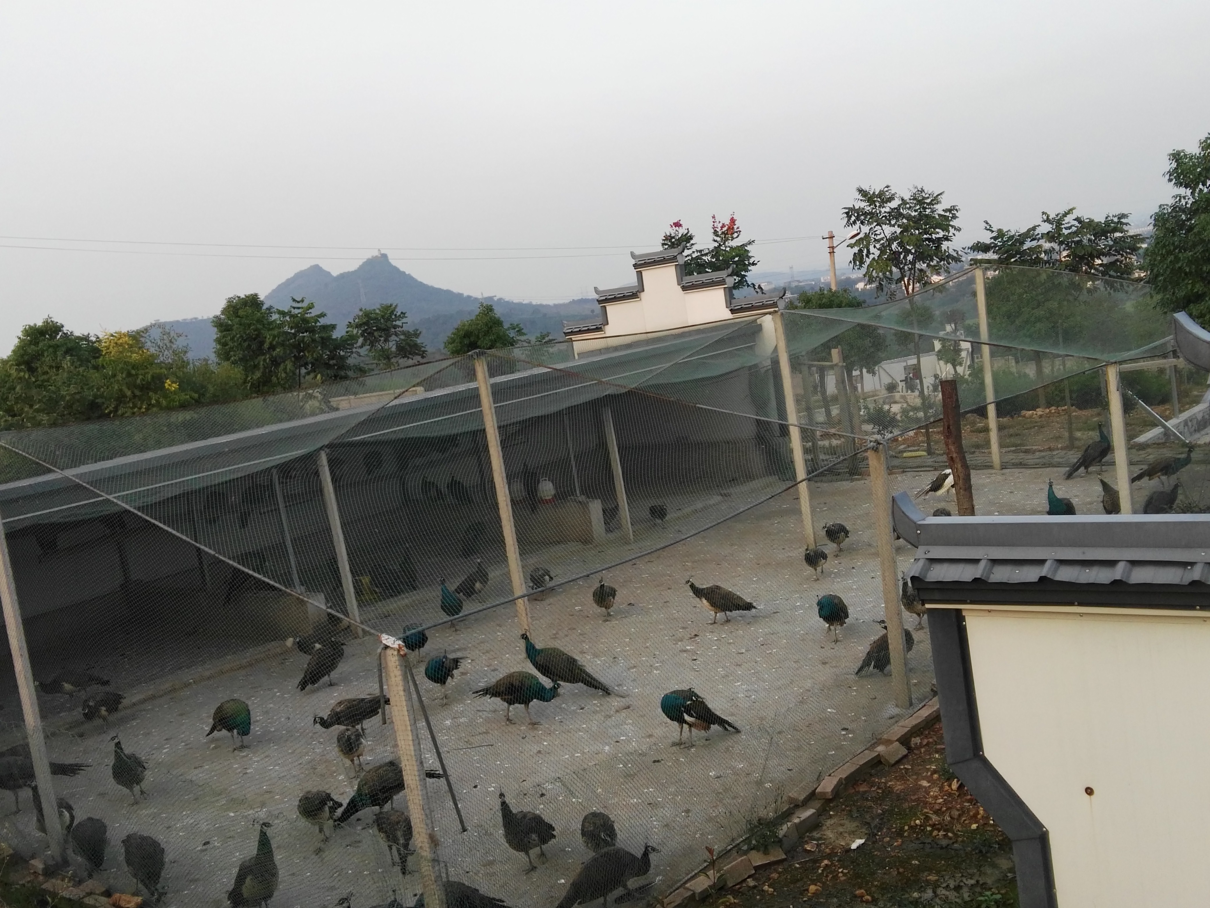 景區(qū)，生態(tài)園觀賞藍(lán)白孔雀供應(yīng)圖片