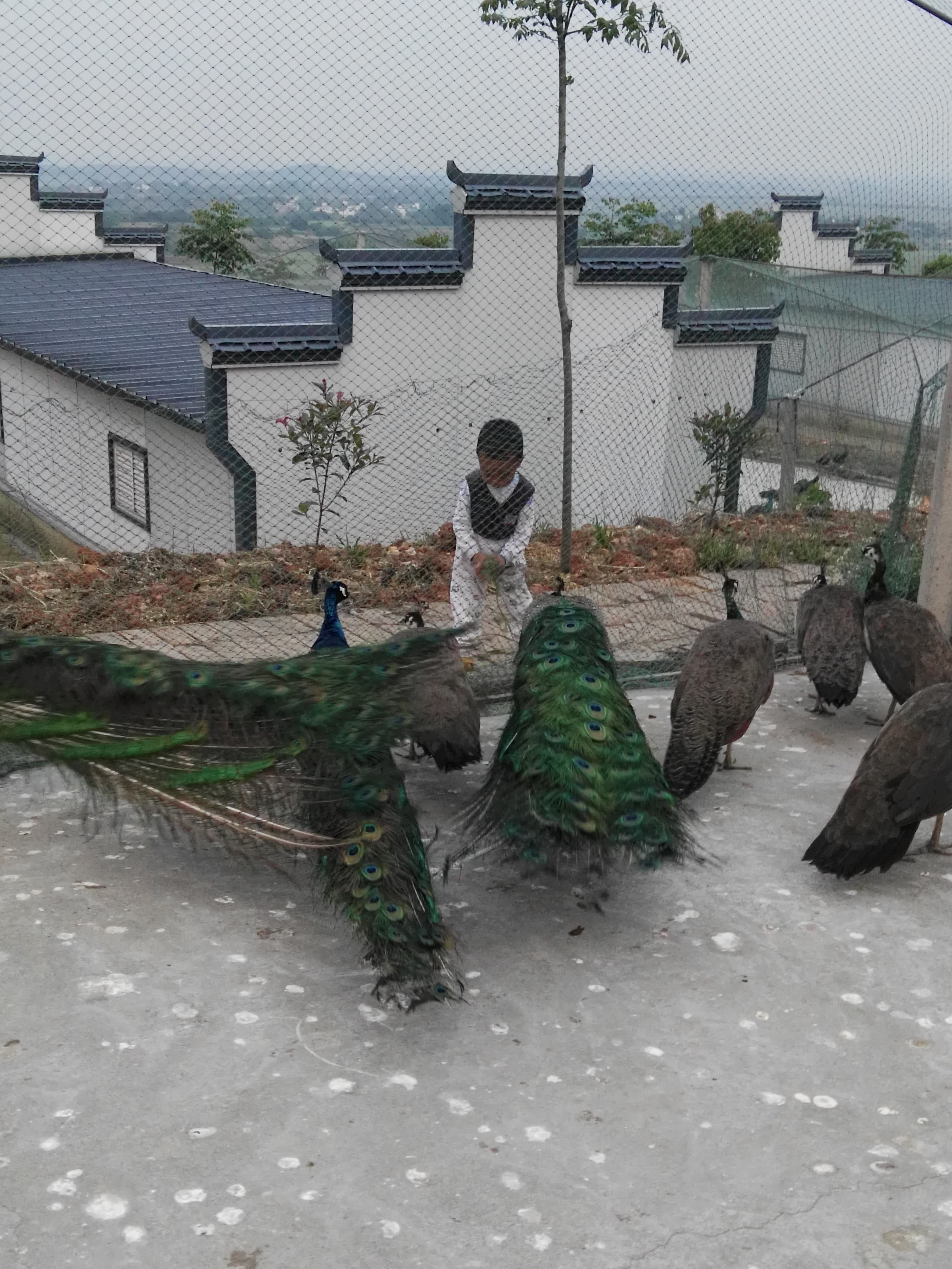 觀賞孔雀圖片/觀賞孔雀樣板圖 (4)