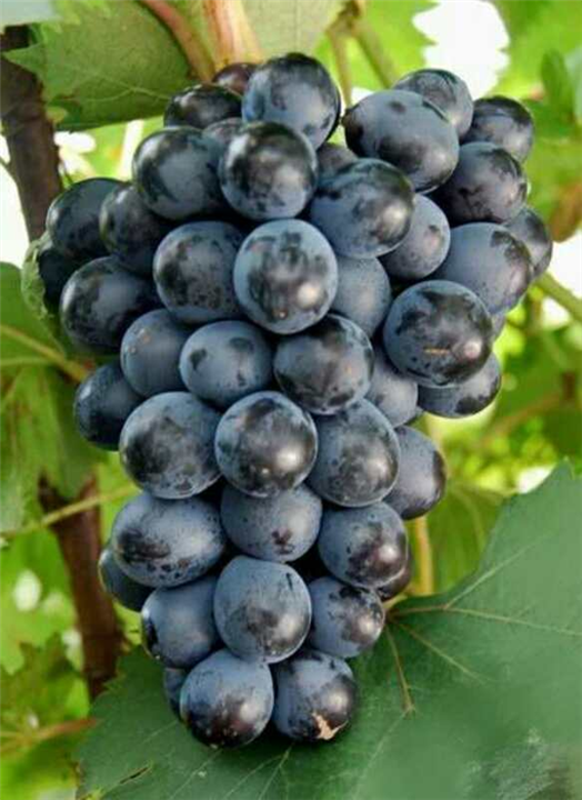 京亞圖片/京亞樣板圖 (2)