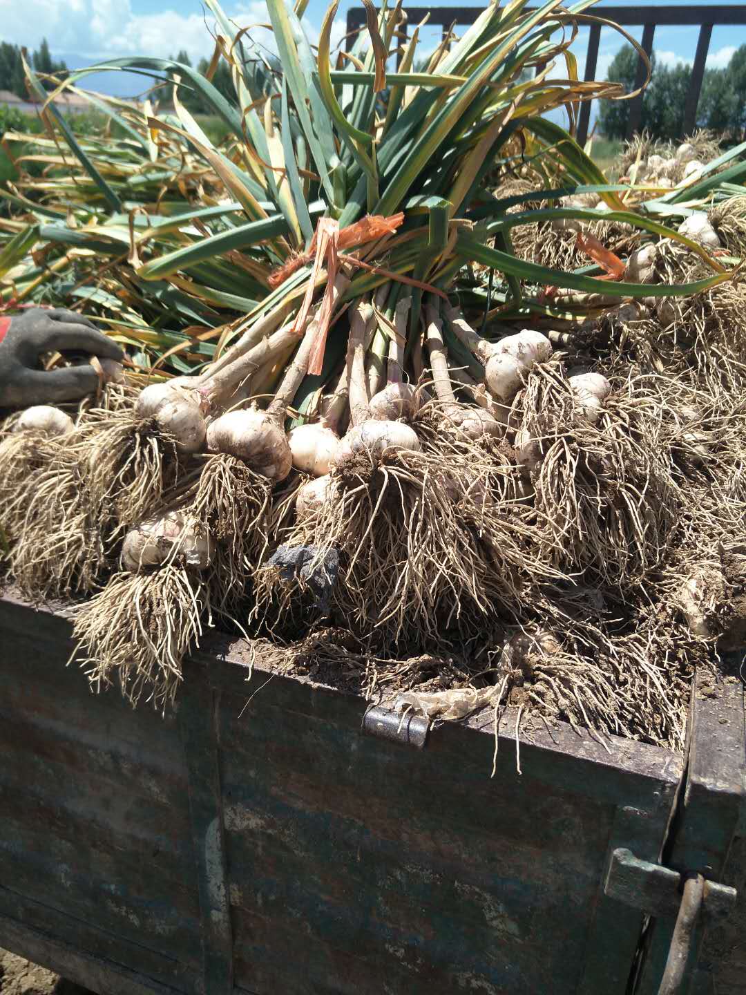 甘肅圖片/甘肅樣板圖 (2)