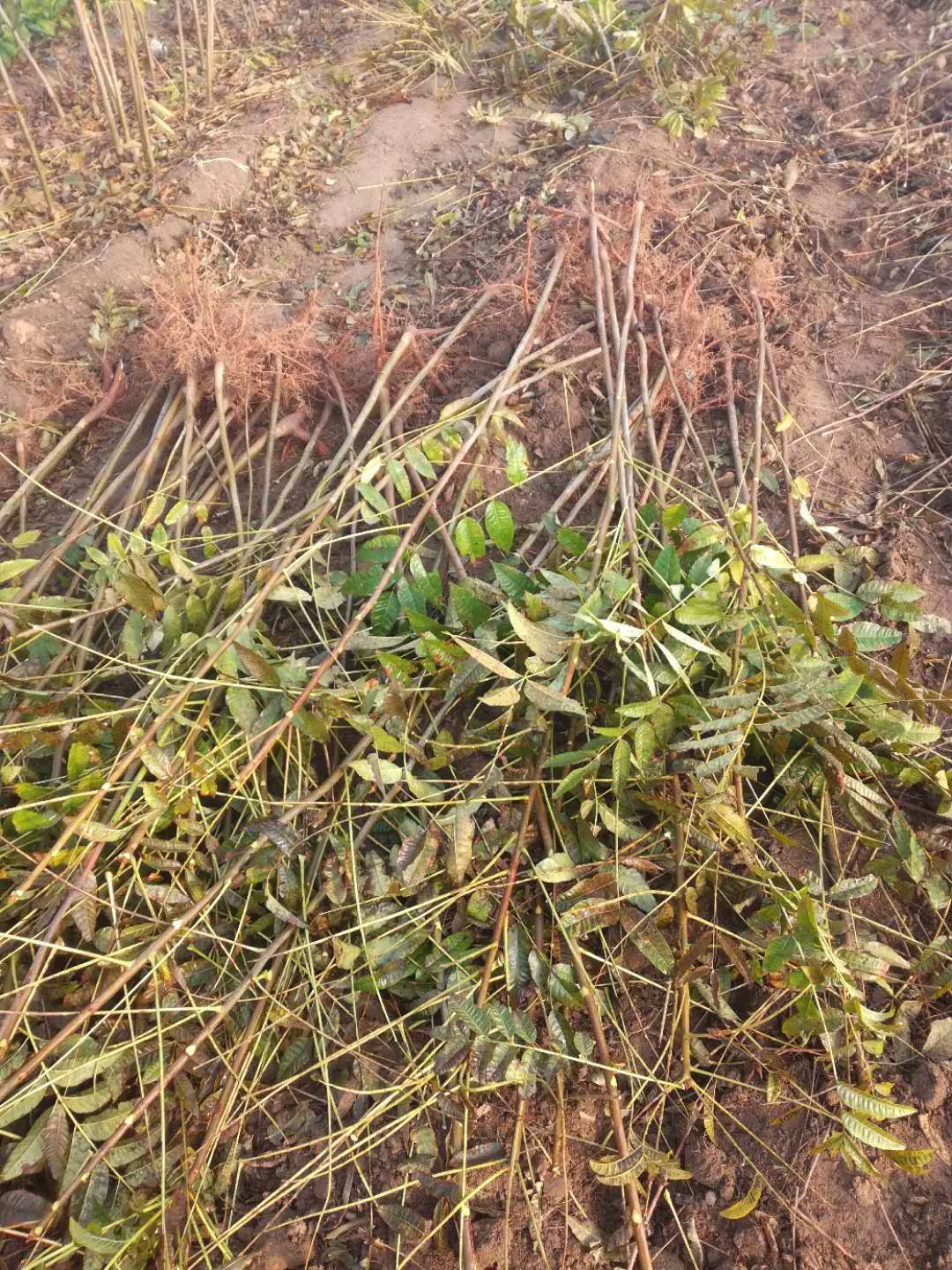 紅香椿怎么栽培圖片/紅香椿怎么栽培樣板圖 (3)